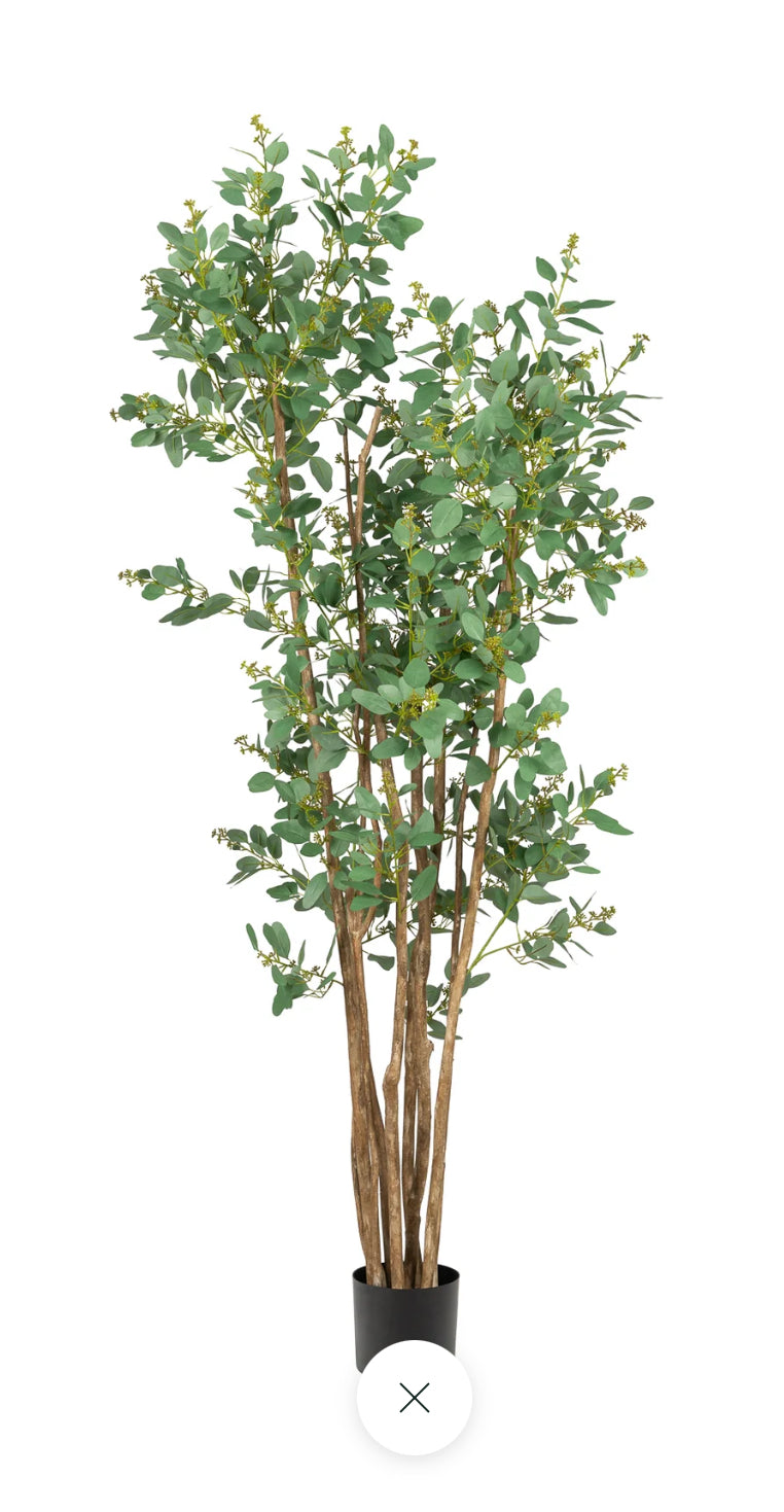 Eucalyptus Tree 6&