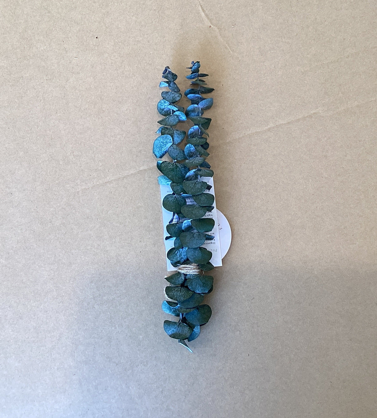 Eucalyptus 2 Small Stems