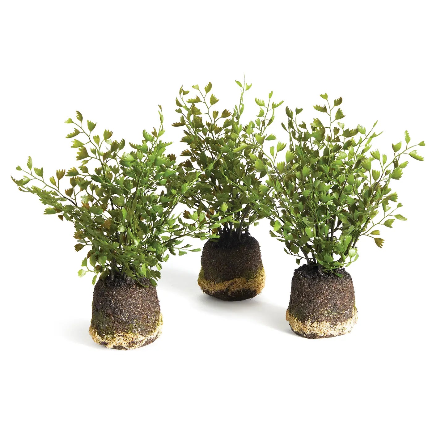 Maidenhair Ferns with Brass Pot