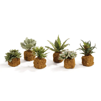SKYE Succulent