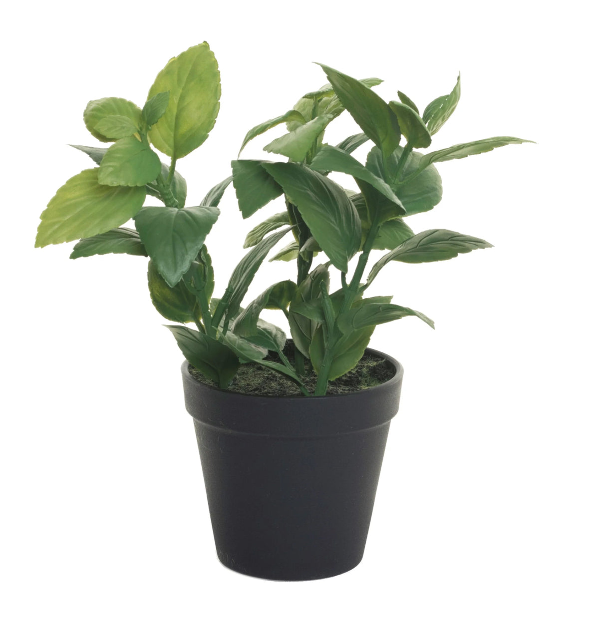 Mint Leaf Plant 10" and brass planter