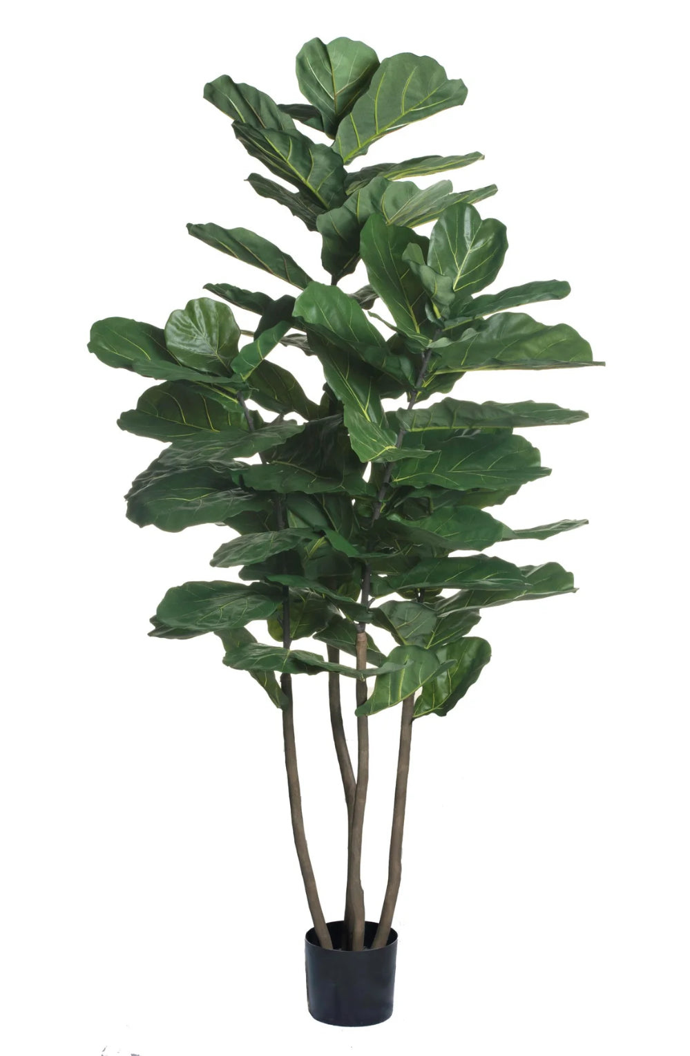 XL Fiddle Leaf Fig 7&