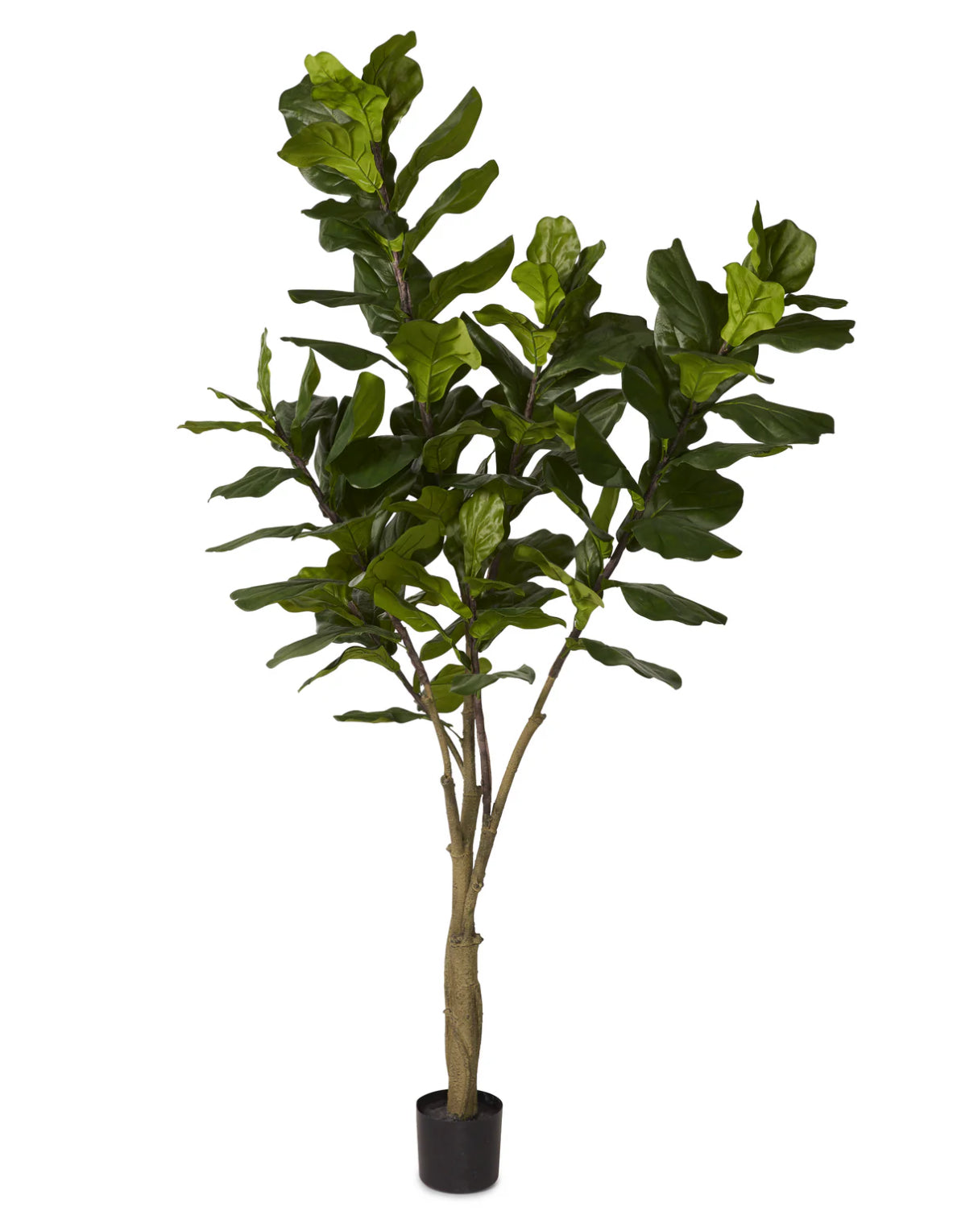 Fiddle Leaf Fig Tree